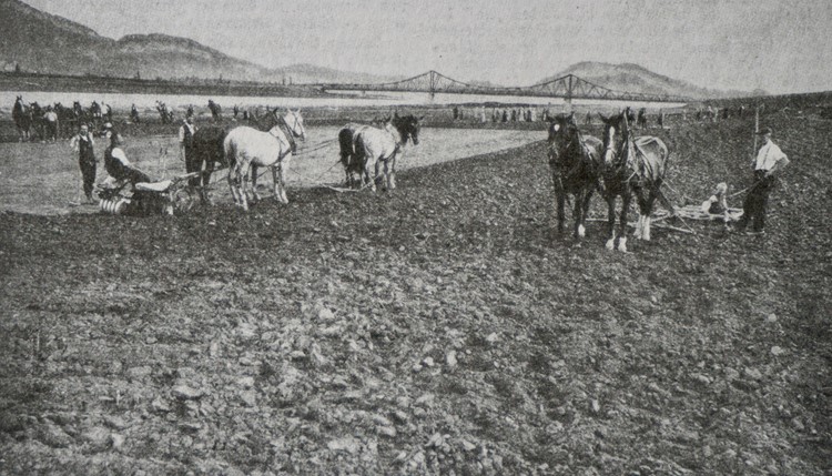 Der Kartoffelanbau im Rheinvorland bei Diepoldsau im Kriegsjahr 1917 wurde ebenfalls durch die Produktions-Genossenschaft Ceres durchgeführt. 